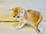 Margo - Scottish Straight Cat For Sale - Brooklyn&comma; NY&comma; US