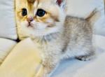 Joy - Scottish Straight Cat For Sale - Brooklyn&comma; NY&comma; US