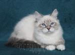 PAVLUSHA IZ TVERSKOGO KNYAZHESTVA - Siberian Cat For Sale - NY&comma; US