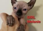 Sphynx Elf Girl Melanie - Sphynx Cat For Sale - Lockport&comma; IL&comma; US