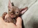 Sphynx Black Boy Oscar - Sphynx Cat For Sale - Lockport&comma; IL&comma; US