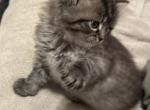Ragamuffin Kittens all sold - Ragamuffin Cat For Sale - Ojai&comma; CA&comma; US