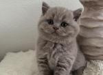Cutie - British Shorthair Cat For Sale - Battle Ground&comma; WA&comma; US