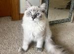 PENDING Lynx Colorpoint Male kitten - Ragdoll Cat For Sale - Beach Park&comma; IL&comma; US