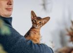 Tommy - Abyssinian Cat For Sale - Brooklyn&comma; NY&comma; US