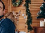 Tulip - Abyssinian Cat For Sale - Brooklyn&comma; NY&comma; US