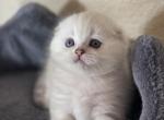 Blondy - Scottish Fold Cat For Sale - Roseville&comma; CA&comma; US