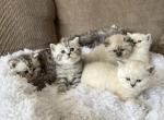 Kittenss - British Shorthair Cat For Sale - Philadelphia&comma; PA&comma; US