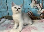 Chinchilla - Scottish Straight Cat For Sale - Renton&comma; WA&comma; US