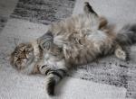 VLASTELIN IZ TVERSKOGO KNYAZHESTVA - Siberian Cat For Sale/Retired Breeding - NY&comma; US