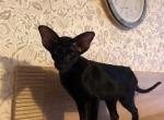 Shadow - Oriental Cat For Sale - Brooklyn&comma; NY&comma; US