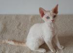 Dionysus - Devon Rex Cat For Sale - CA&comma; US