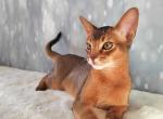 Gelios - Abyssinian Cat For Sale - Brooklyn&comma; NY&comma; US