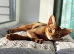 Goldy - Abyssinian Cat For Sale - Brooklyn&comma; NY&comma; US