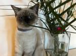 Jimmy - Scottish Straight Cat For Sale - New York&comma; NY&comma; US