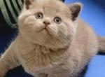 Leo - Scottish Straight Cat For Sale - New York&comma; NY&comma; US