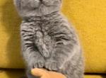 Lucky - Scottish Fold Cat For Sale - New York&comma; NY&comma; US