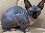 TICA Bi color Mae - Sphynx Cat For Sale - Rockford&comma; IL&comma; US