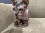TICA Bi color Maggie - Sphynx Cat For Sale - Rockford&comma; IL&comma; US