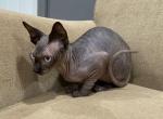TICA Blue Eyes - Sphynx Cat For Sale - Rockford&comma; IL&comma; US
