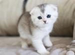 D - Scottish Fold Cat For Sale - Fontana&comma; CA&comma; US