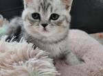 GORGEOUS WORLD CHAMPIONSHIP BLOODLINES - Scottish Fold Cat For Sale - Grand Rapids&comma; MI&comma; US