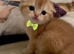 Triple fold Treasure - Scottish Fold Cat For Sale - Fort Wayne&comma; IN&comma; US