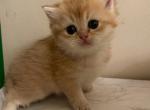 British golden chinchilla - British Shorthair Cat For Sale - Fort Wayne&comma; IN&comma; US