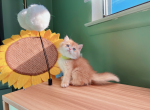 JoJo - British Shorthair Cat For Sale - Staten Island&comma; NY&comma; US