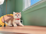 Bear - British Shorthair Cat For Sale - Staten Island&comma; NY&comma; US