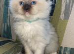 Seal mitted male Tica registered Christmas kittens - Ragdoll Cat For Sale - Butler&comma; PA&comma; US