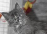 Litter Thessalonians - Maine Coon Cat For Adoption - Manchester&comma; NH&comma; US