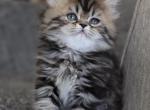 COOKIE - Scottish Straight Cat For Sale - Fontana&comma; CA&comma; US