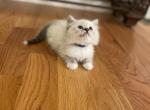 Blue collar boy - Ragdoll Cat For Sale - Boston&comma; MA&comma; US