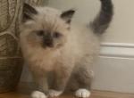 Orange collar boy - Ragdoll Cat For Sale - Boston&comma; MA&comma; US