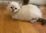 Light green girl - Ragdoll Cat For Sale - Boston&comma; MA&comma; US
