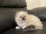 White collar girl - Ragdoll Cat For Sale - Boston&comma; MA&comma; US