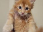 Solid Red Male Polydactl Maine Coon - Maine Coon Cat For Sale - Cumming&comma; GA&comma; US