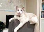 TOFU - Ragdoll Cat For Sale - Fontana&comma; CA&comma; US