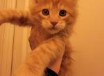 Red Male Striped Polydactl Maine Coon - Maine Coon Cat For Sale - Cumming&comma; GA&comma; US