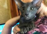 Bluee - Oriental Cat For Sale - Brooklyn&comma; NY&comma; US