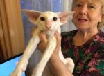 Snowflake - Oriental Cat For Sale - Brooklyn&comma; NY&comma; US