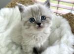 CHRISTMAS Lynx Ragdoll Kitten - Ragdoll Cat For Sale - Beach Park&comma; IL&comma; US
