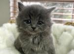 CHRISTMAS Blue Solid Ragdoll Kitten - Ragdoll Cat For Sale - Beach Park&comma; IL&comma; US