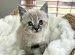 RESERVED Lynx Point Ragdoll Female Kitten - Ragdoll Cat For Sale - Beach Park&comma; IL&comma; US