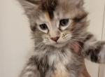 Black Tortie Female Tabby Maine Coon - Maine Coon Cat For Sale - Cumming&comma; GA&comma; US