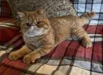 Exotic Red Baby - Exotic Cat For Sale - Buffalo&comma; NY&comma; US