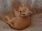 Tamacti Jun - European Burmese Cat For Sale - ID&comma; US