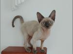 Ernesto - Devon Rex Cat For Sale - CA&comma; US