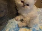 CFA Registered Blue Point Male Kitten - Persian Cat For Sale - Conyers&comma; GA&comma; US